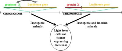 Transgenic Animal Models to Visualize Cancer-Related Cellular Processes by Bioluminescence Imaging